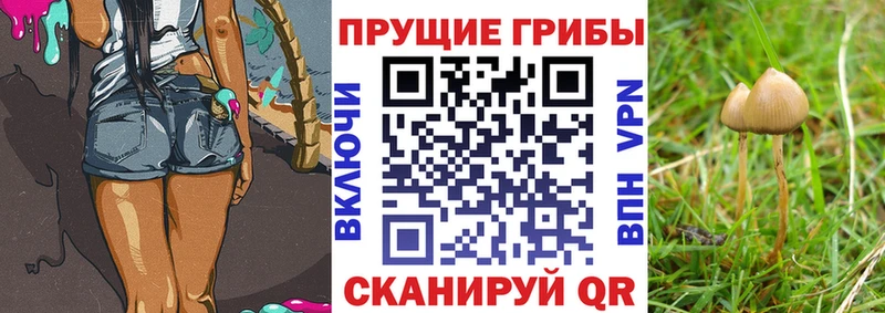 Псилоцибиновые грибы Cubensis  Мамоново 